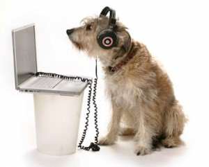 Dog listening to radio on computer