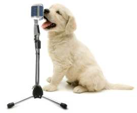 dog_with_microphone