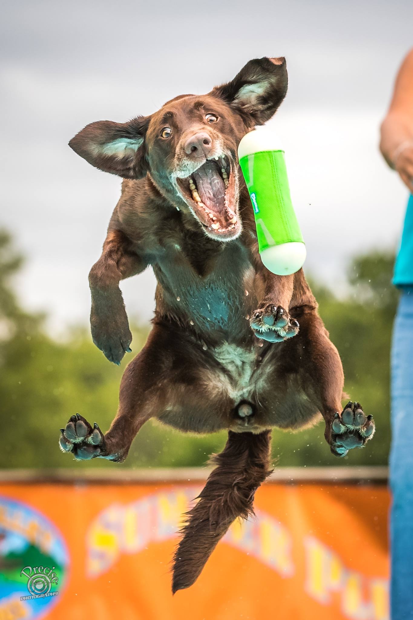 2019 DockDogs World Championships 20 Photos Over 20 year Winners Dock